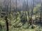 TERRENO EN VENTA EN LAS VIGAS EXCELENTE PARA CABAÑAS DE BOSQUE
